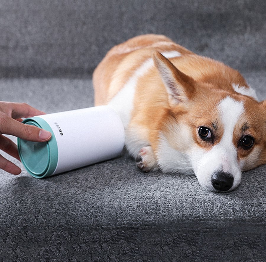 Dog lying on a gray surface next to a white and green container held by a hand.